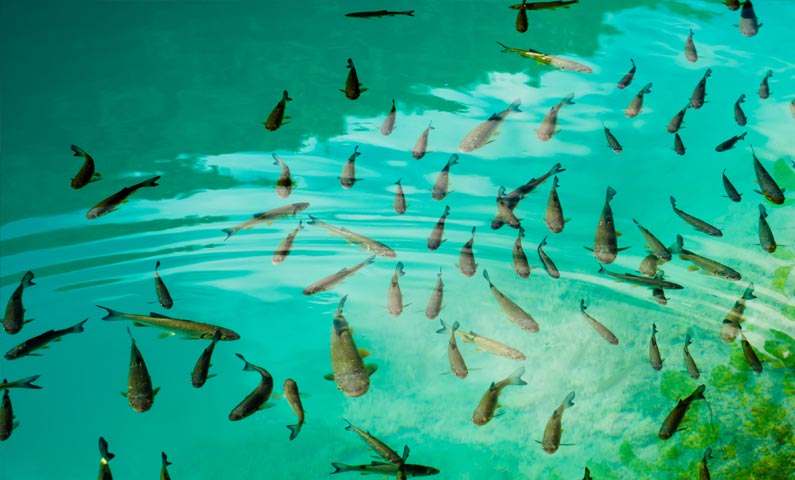 fishes swimming in a lake